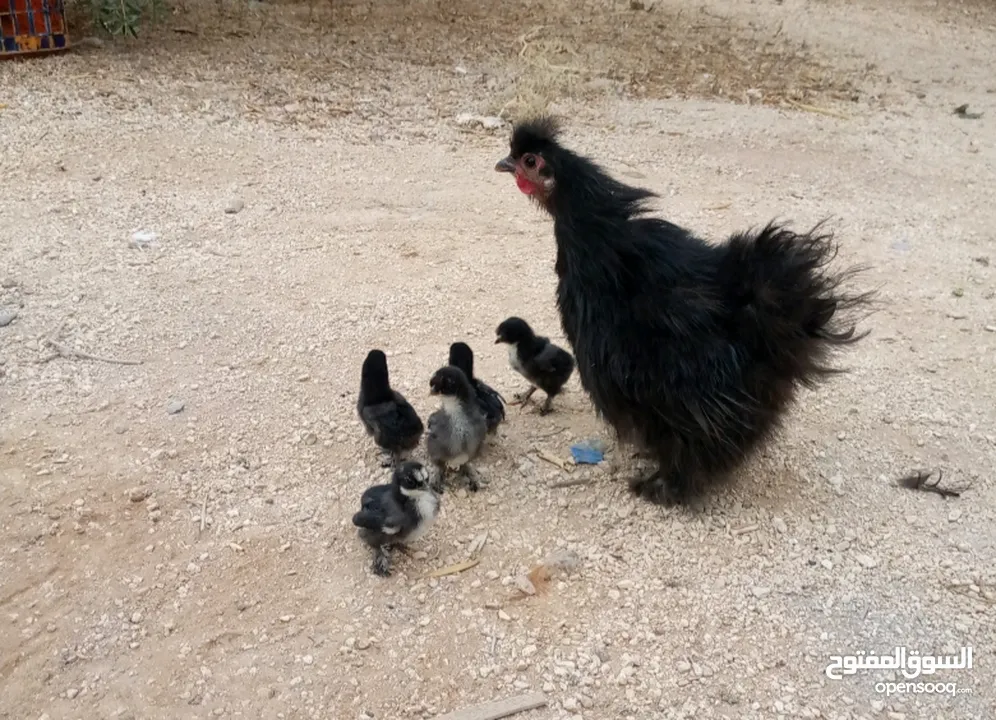 وز سوبر جامبو وجاج كوشن ومصوف