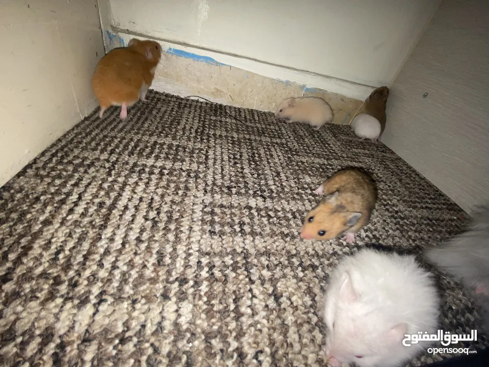 hamster هامستر للبيع عدد 7