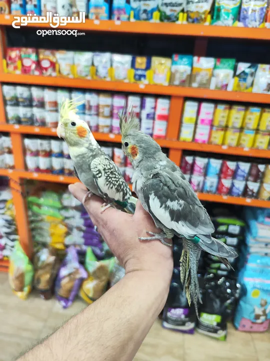 طيور كوكتيل 8 حبات كلو اليف شوف الريلز