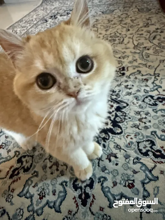 سكوتش فولد جولد ستريت