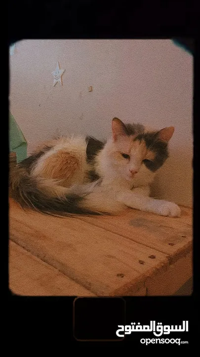 قطط للتبني مجانا - Free cats for adoption مجانا للتبني