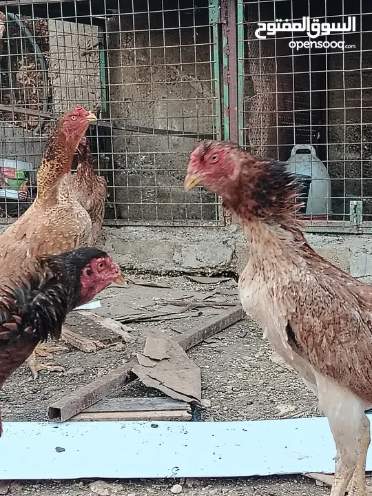 متاح بيض باكستاني خط اول..