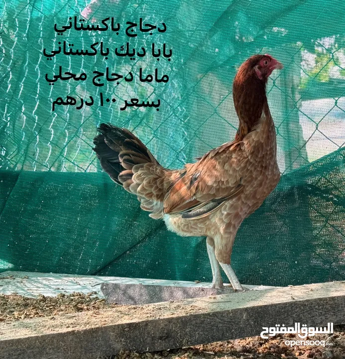 ديك دجاج باكستاني