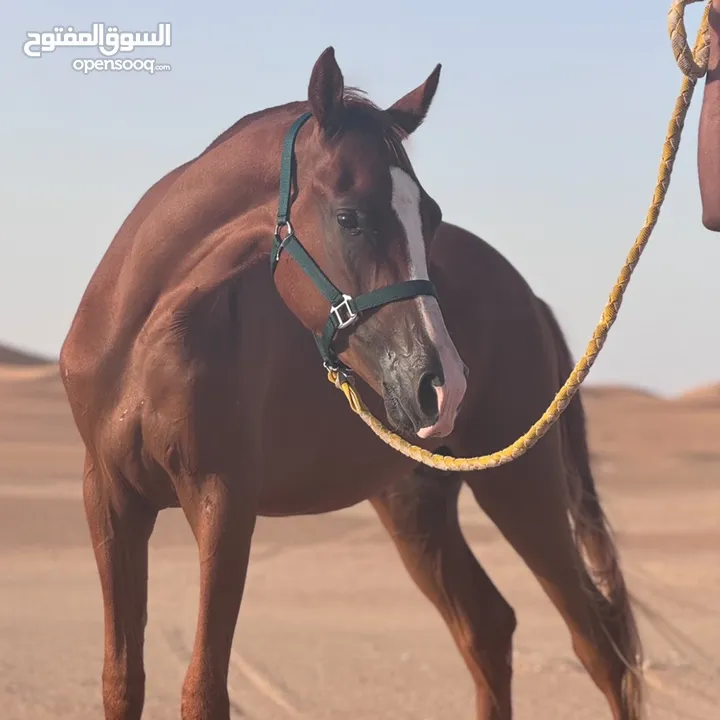  فلو عربي شعبي عمره سنتين وسبع شهور