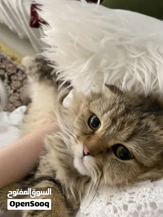 مطلوب ذكر للتزاوج فقط وليس للتبني. في منطقة الشامخة أو الرياض او الفلاح فقط