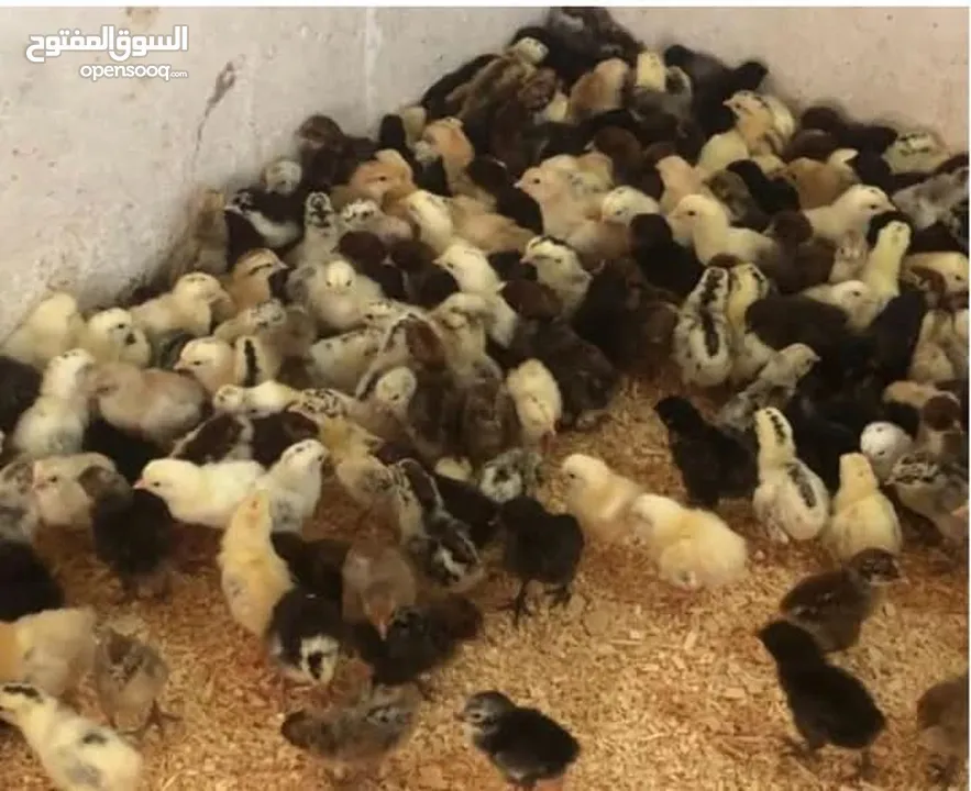 صوص بلدي نخب نخب