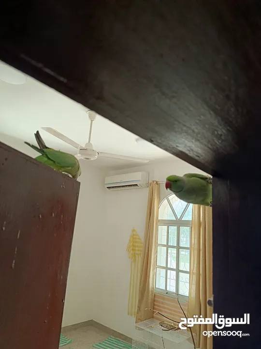 2 beautiful parrots