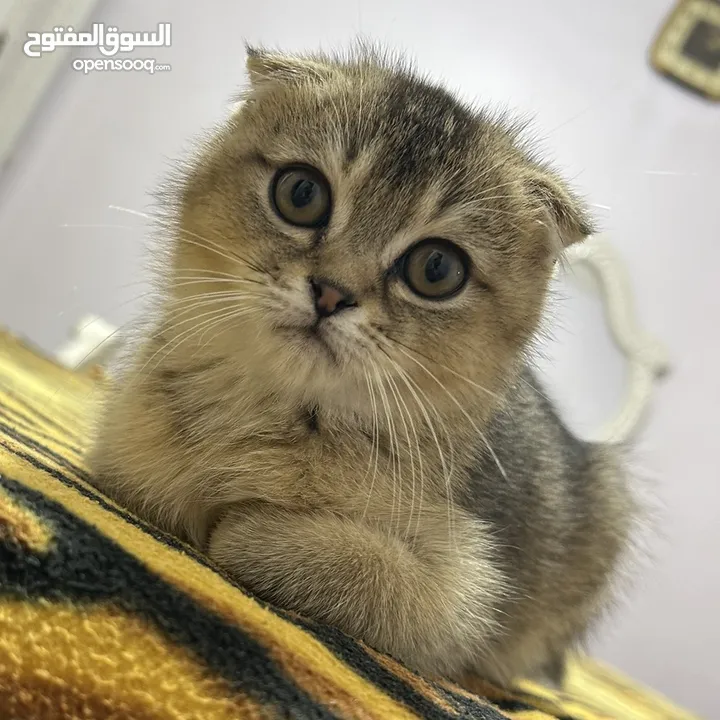 قطط سكوتش فولد ذكر وانثى