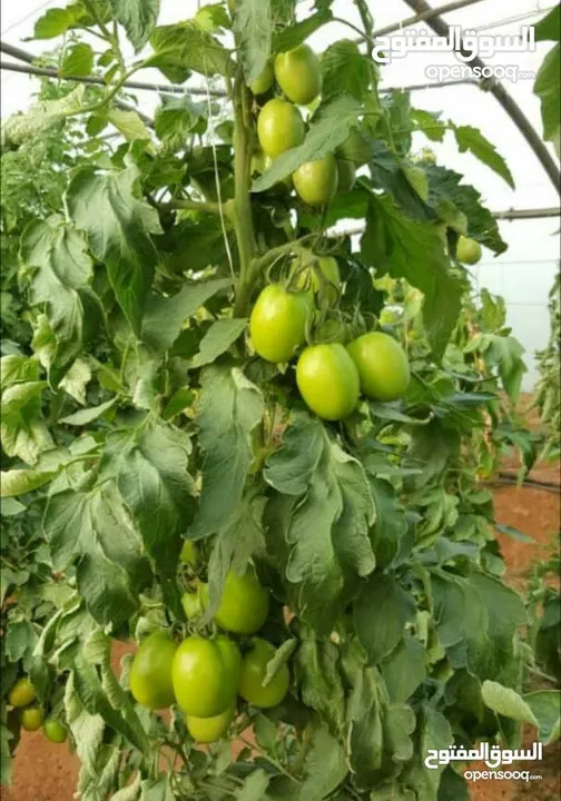 Hybrid tomato seeds are the best