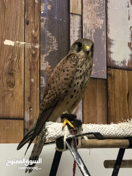 Kestrel falcon