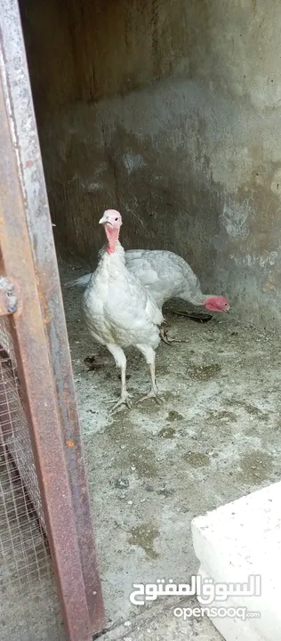 حبش ازرق للبيع