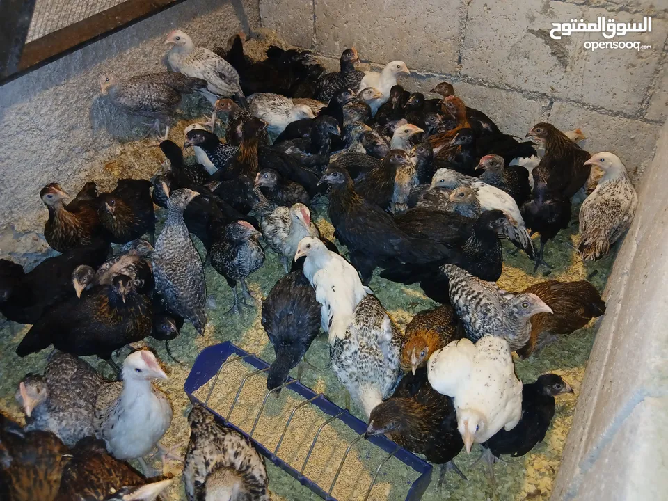فرخات عمر 3 شهور وشهرين ونص