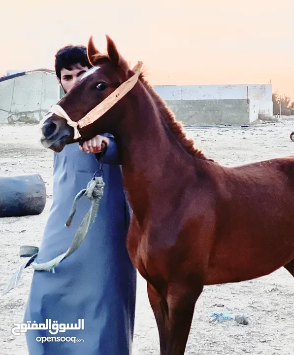 مهر انقليزي نخب اول