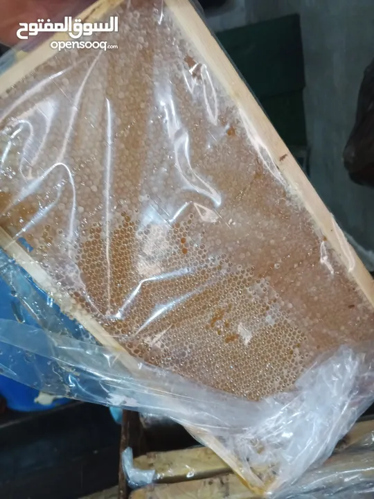 مطلوب طيور بدل على عسل