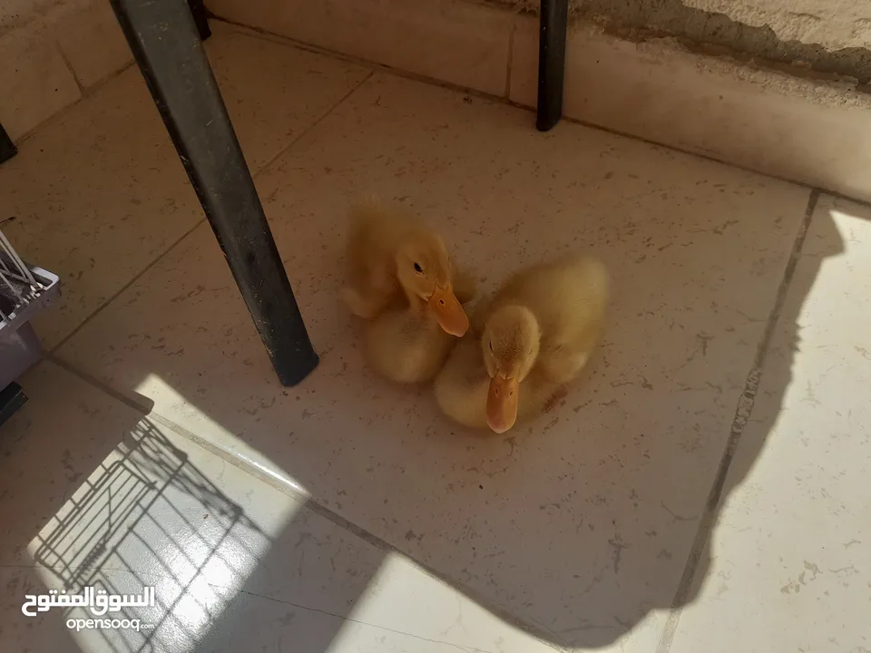 بط عدد 2للبيع عمر شهر