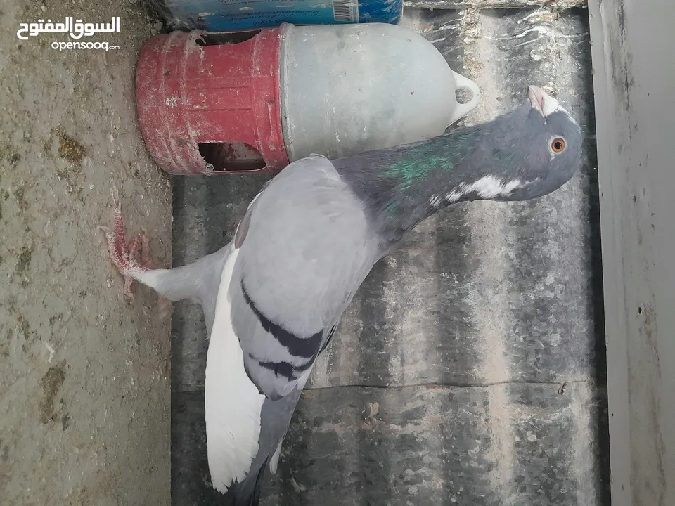 متاح  جواز  حمام الماني  كلو شغال جوز بلوني احمر تحته بيض وطيره مزهوراي حمره مع فرخها  وطيره مسوداي