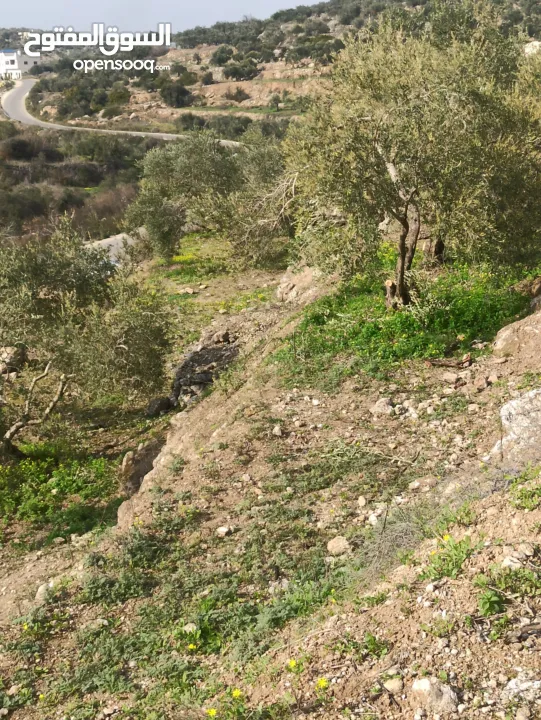 ارض على طريق بلعا دير الغصون قبل مفرق اكتابا