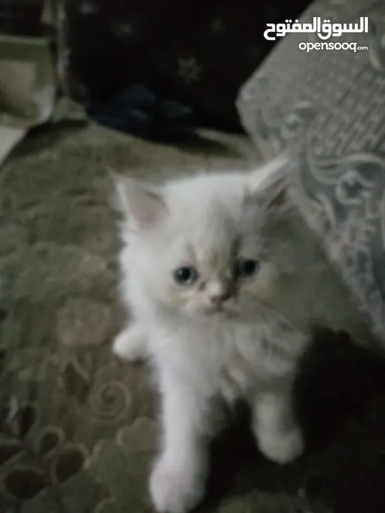 قطط للبيع همالايا ما شاء الله العمر شهر ونص