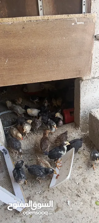 صوص جاج بلدي