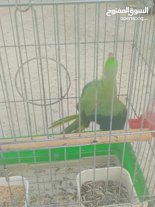 ببغاء دره هندي