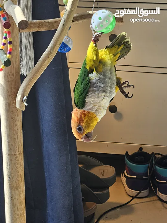 White bellied caique parrot