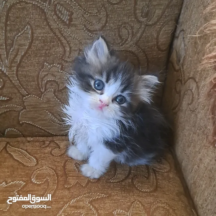 تواصل واتساب " قطط بيرشن وهملايا "