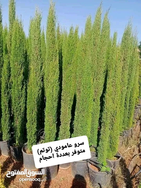 متوفر جميع انواع الاشجار المثمرة والزينة والورود وخدمة الزراع وتنسيق الحدائق وجميع انواع القواير