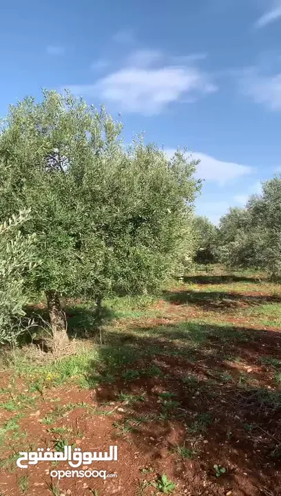 مزرعه للبيع مزروعه ومنتجه جاهزه  من المالك مباشره أراضي بني كنانه القصفه