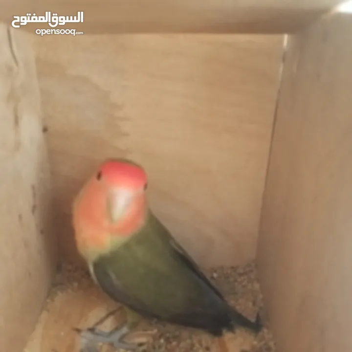 جوز روز شغال100٪