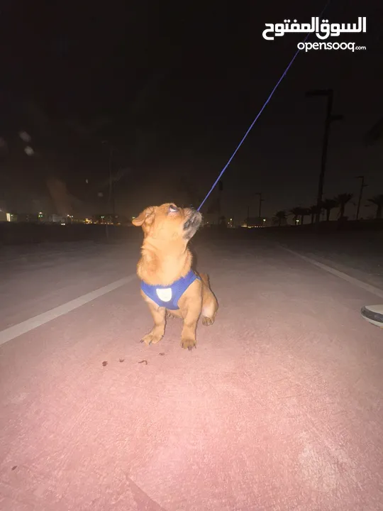 كلب بق (Pug) للبيع الرياض 2500
