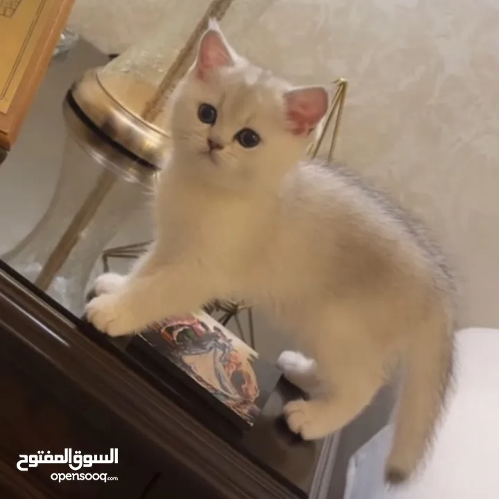 قطط سكوتش ستريت (بيور 100%) للبيع ، وبسعر رمزي جدا !!