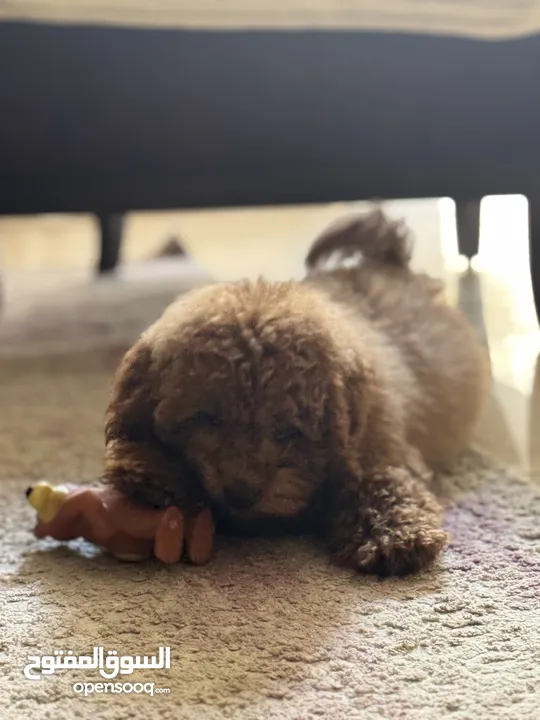 Toy poodle for sale