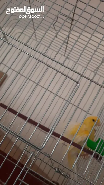 جوز مفتلات مع قفصهم مجوز