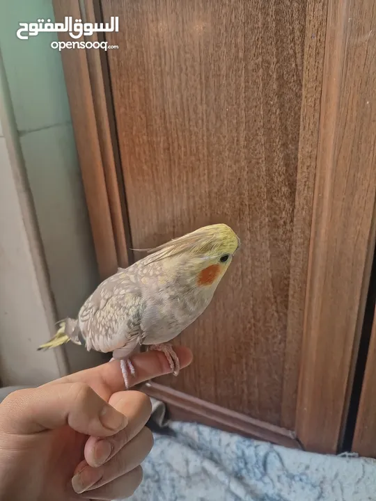 جوز كوكتيل منتج للبيع بسعر مغري