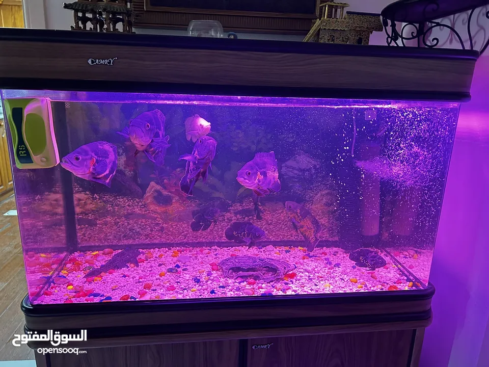 Fish aquarium for sale with fishes