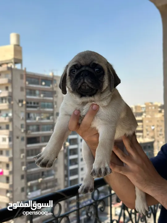 جراوي بج، pug puppies