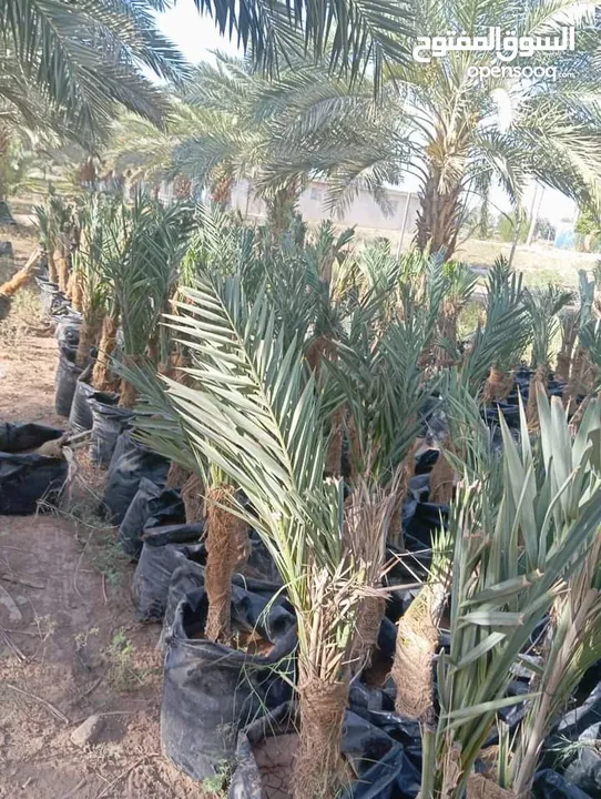 الأشجار المثمرة والزينة تجمع بين الجمال والفائدة، تنسيق وصيانة الحدائق الداخليه والخارجية