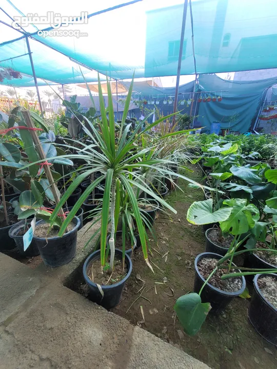 شتلات زينه نباتات داخليه Indoor plants