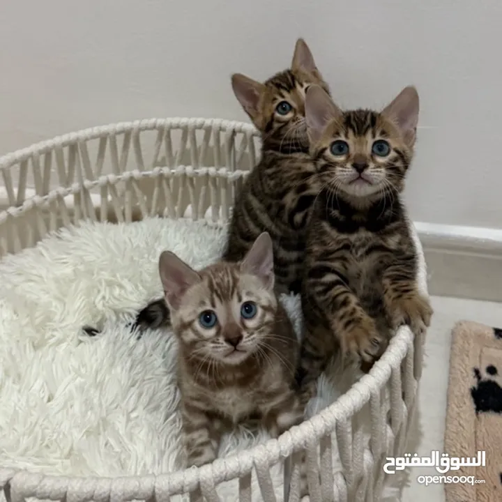 Pure Bengal Kittens Available