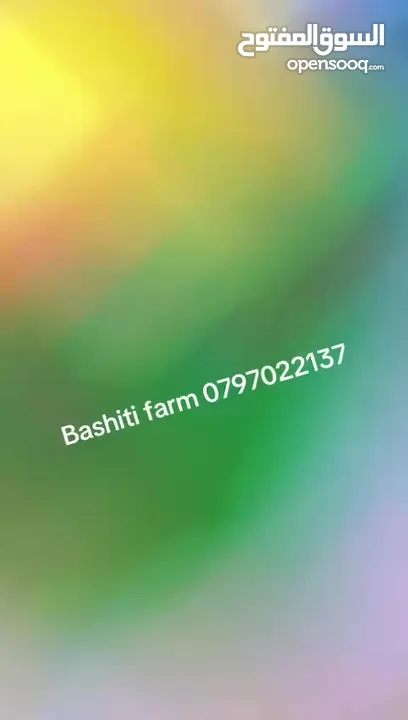 مزرعه البشتي في البحر الميت للايجار اليومي ذات موقع مميز بأجمل الخدمات المتوفره VIP