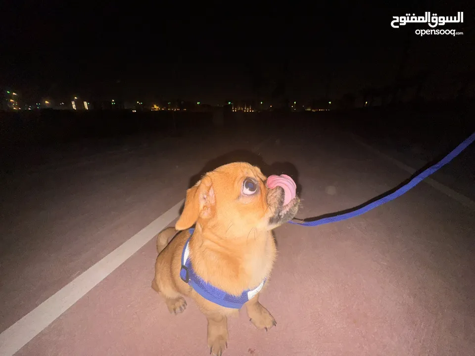 كلب بق (Pug) للبيع الرياض 2500