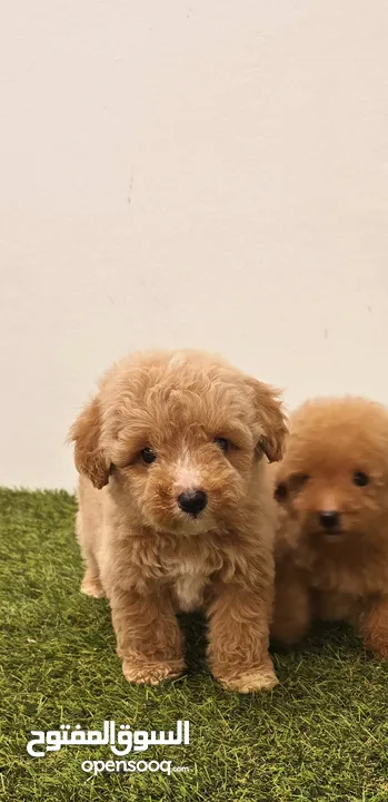 pekingese,pomeranian, jack Russell, mini toy poodle