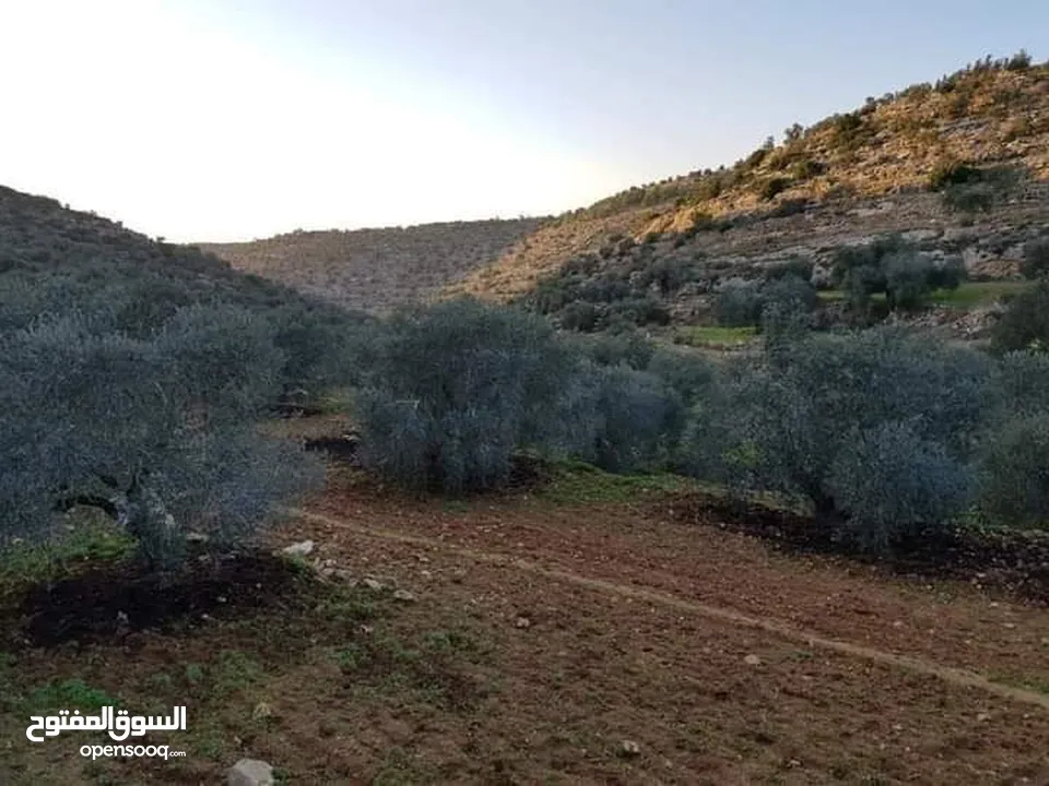 أرض زيتون تصنيف أ مساحة 3 دونم وربع