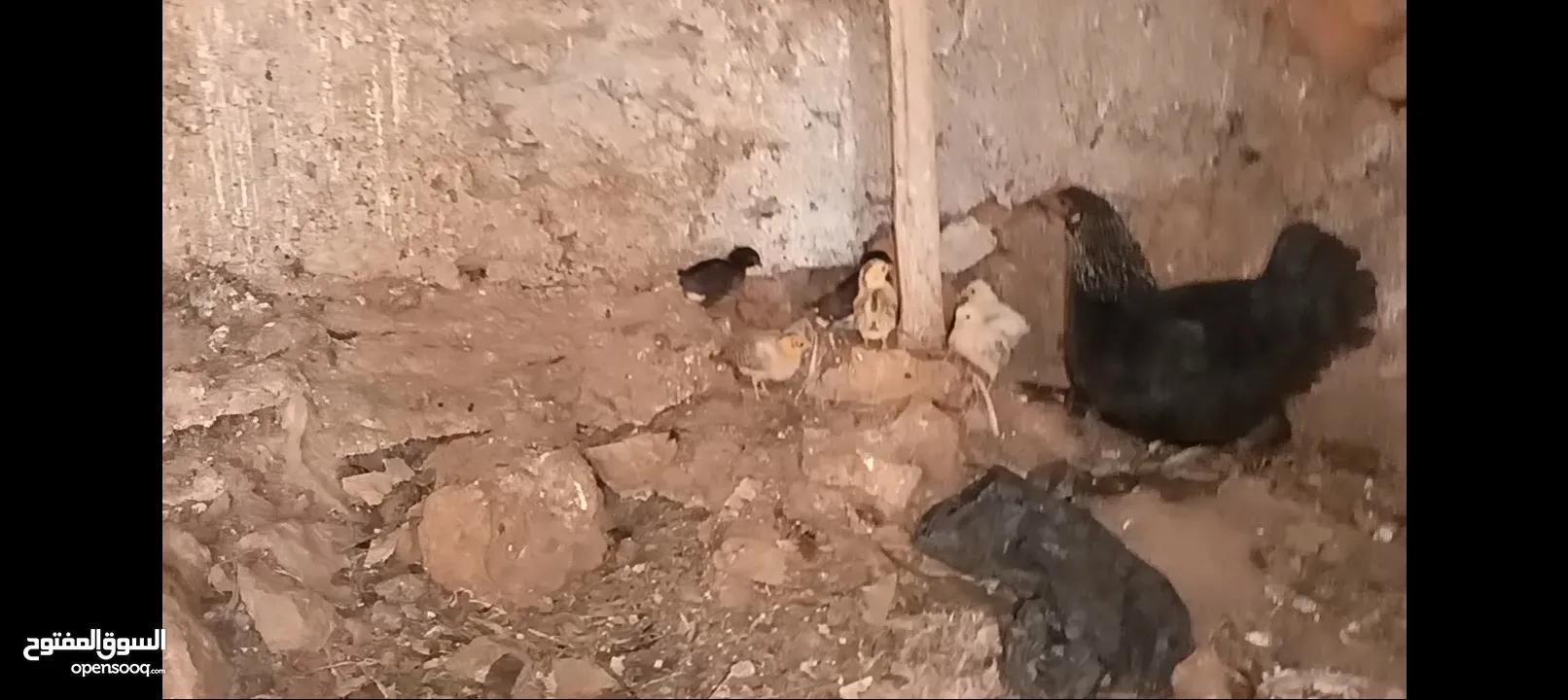 3 جاجات مع فراخهم