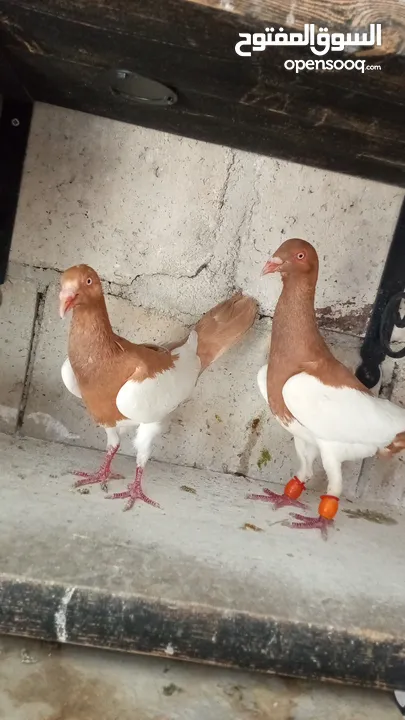 جواز حمام للبيع