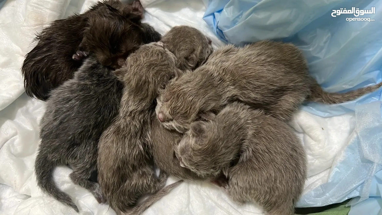 Scottish fold pure father gold mother light brown  6 kittens born  6/4/2024