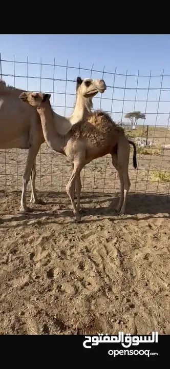 ناقه مع ولدها