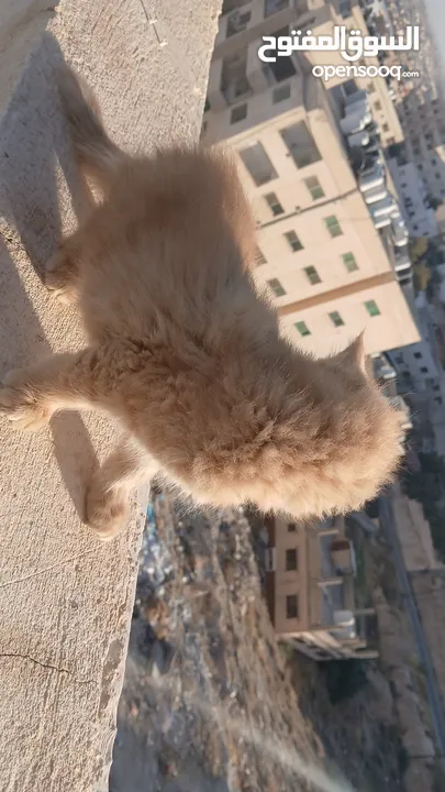 قط بعمر شهرين صغير لعلوب الاب شيرازي والام عاديه بعيون عسليات
