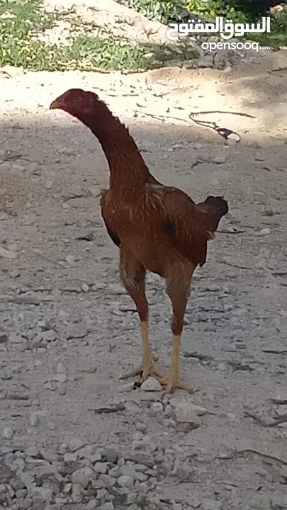 متاح بيض باكستاني خط اول..