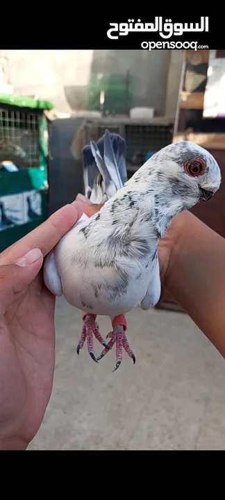 جوز ذبابنا زرق للبيع شغالات